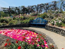 エコパーク水俣バラ園