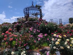 エコパーク水俣バラ園