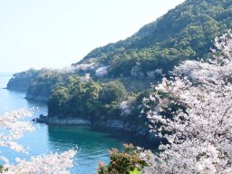 湯の児チェリーライン